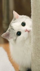 plus token最新官网